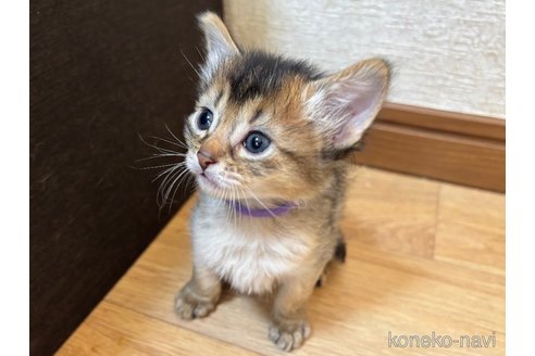 成約済の千葉県のソマリ-112398の3枚目